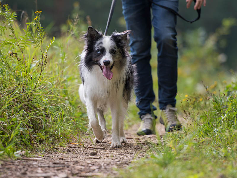 Chien difficile en promenade, quelques solutions efficaces